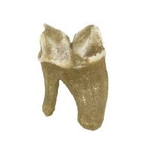 Omc 1960.719.006  (1)